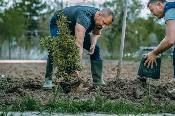 Lawn Renovation and Restoration in Finderne, NJ