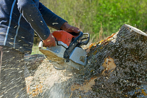Professional Tree Services in Finderne, NJ